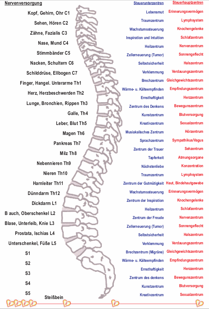 Wirbelsäule mit den Zuordnungen